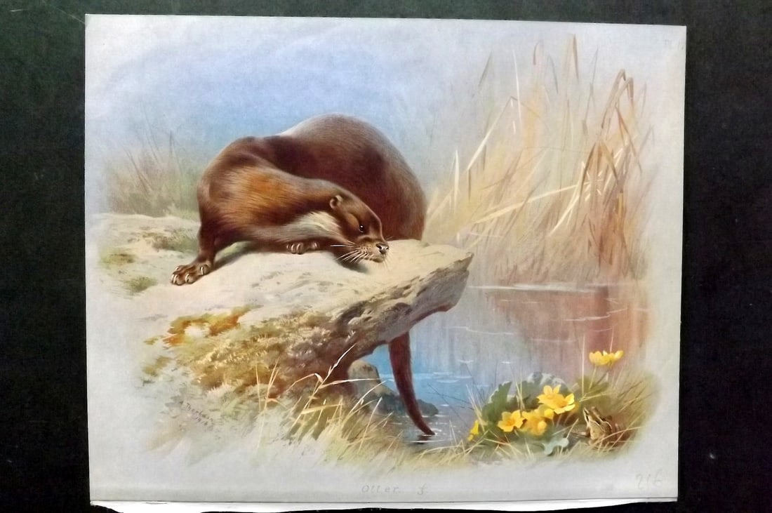 Thorburn, Archibald 1920 Folio Print. Otter 17: Folio Chromolithograph Published 1920-21, London for "British Mammals" by Archibald Thorburn. On Heavy Stock Paper. Rare. This Edition Limited to 500 Copies. Paper Size: 12.5 x 10 inch (32 x 25cm) Ink