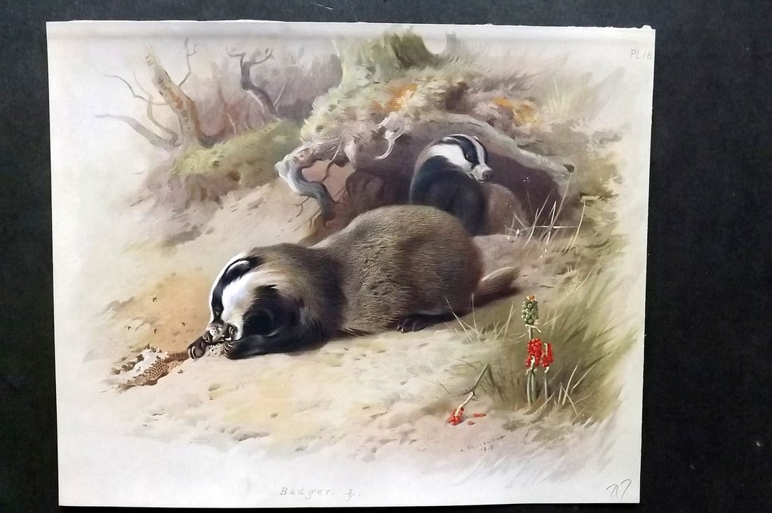 Thorburn, Archibald 1920 Folio Print. Badger 18: Folio Chromolithograph Published 1920-21, London for "British Mammals" by Archibald Thorburn. On Heavy Stock Paper. Rare. This Edition Limited to 500 Copies. Paper Size: 12.5 x 10 inch (32 x 25cm) Ink