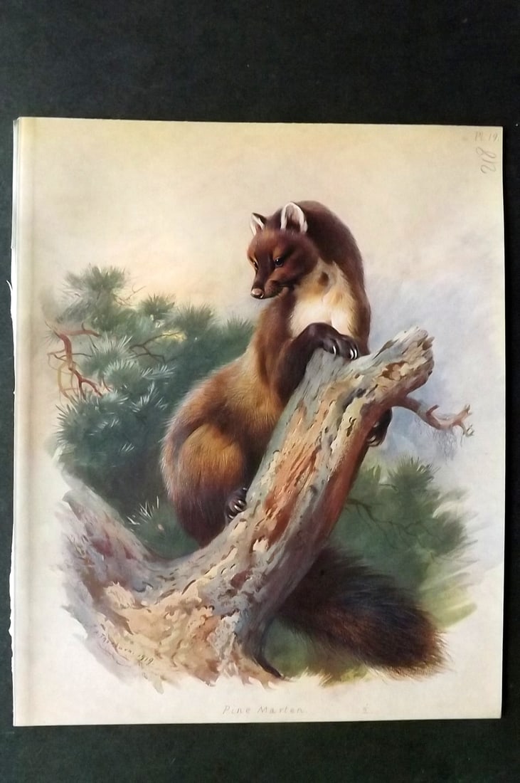 Thorburn, Archibald 1920 Folio Print. Pine Marten 19 (1 of 1)