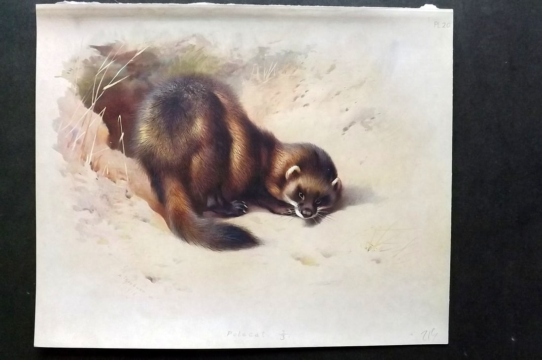 Thorburn, Archibald 1920 Folio Print. Polecat 20: Folio Chromolithograph Published 1920-21, London for "British Mammals" by Archibald Thorburn. On Heavy Stock Paper. Rare. This Edition Limited to 500 Copies. Paper Size: 12.5 x 10 inch (32 x 25cm) Ink