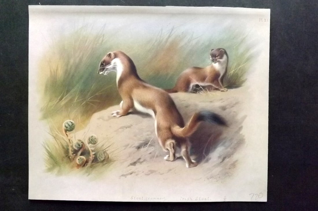 Thorburn, Archibald 1920 Folio Print. Stoat, Irish Stoat 21: Folio Chromolithograph Published 1920-21, London for "British Mammals" by Archibald Thorburn. On Heavy Stock Paper. Rare. This Edition Limited to 500 Copies. Paper Size: 12.5 x 10 inch (32 x 25cm) Ink