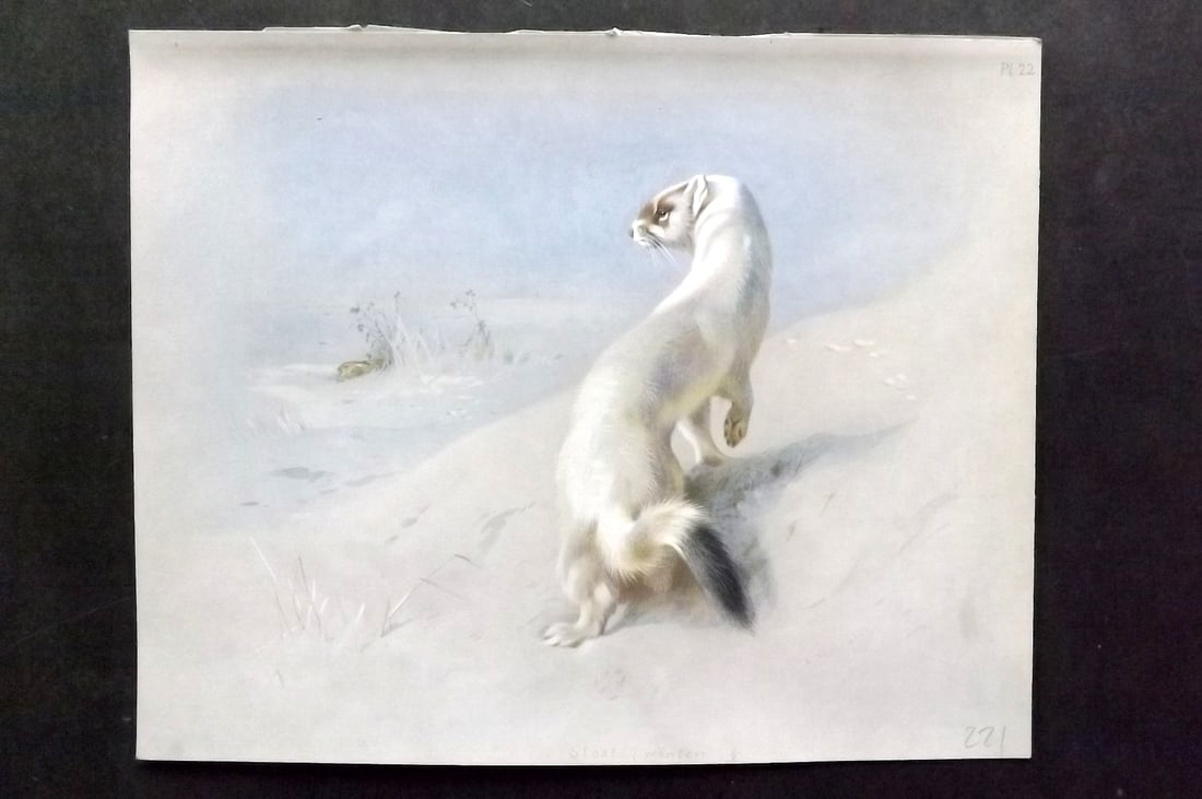 Thorburn, Archibald 1920 Folio Print. Stoat (Winter) 22: Folio Chromolithograph Published 1920-21, London for "British Mammals" by Archibald Thorburn. On Heavy Stock Paper. Rare. This Edition Limited to 500 Copies. Paper Size: 12.5 x 10 inch (32 x 25cm) Ink