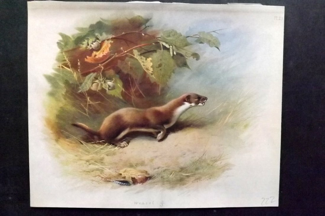 Thorburn, Archibald 1920 Folio Print. Weasel 23: Folio Chromolithograph Published 1920-21, London for "British Mammals" by Archibald Thorburn. On Heavy Stock Paper. Rare. This Edition Limited to 500 Copies. Paper Size: 12.5 x 10 inch (32 x 25cm) Ink