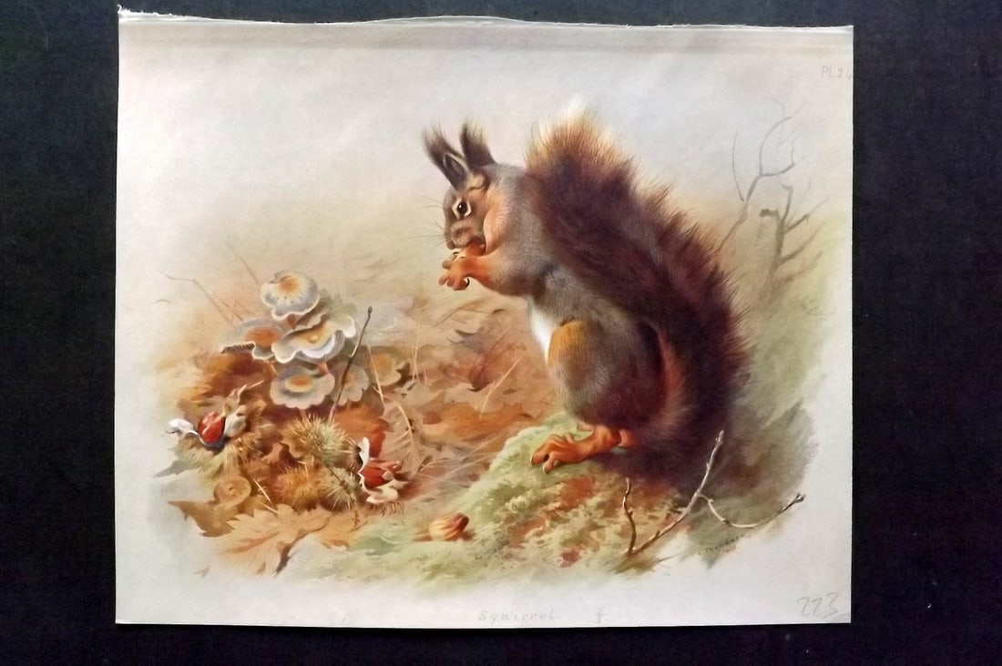 Thorburn, Archibald 1920 Folio Print. Squirrel 24: Folio Chromolithograph Published 1920-21, London for "British Mammals" by Archibald Thorburn. On Heavy Stock Paper. Rare. This Edition Limited to 500 Copies. Paper Size: 12.5 x 10 inch (32 x 25cm) Ink