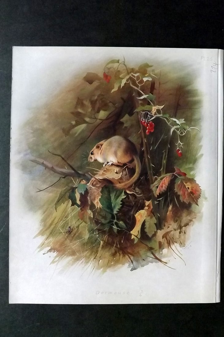 Thorburn, Archibald 1920 Folio Print. Dormouse 25: Folio Chromolithograph Published 1920-21, London for "British Mammals" by Archibald Thorburn. On Heavy Stock Paper. Rare. This Edition Limited to 500 Copies. Paper Size: 12.5 x 10 inch (32 x 25cm) Ink