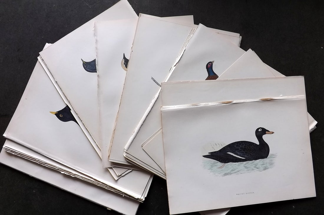 Morris, Francis 1903 Lot of 48 Hand Colored Bird Prints: Woodblocks Published 1903, London for "A History of British Birds" by the Rev. Francis Orpen Morris. Printed in colours and finished by hand. Paper Size: 10 x 7 inch (25 x 18cm) Good Condition