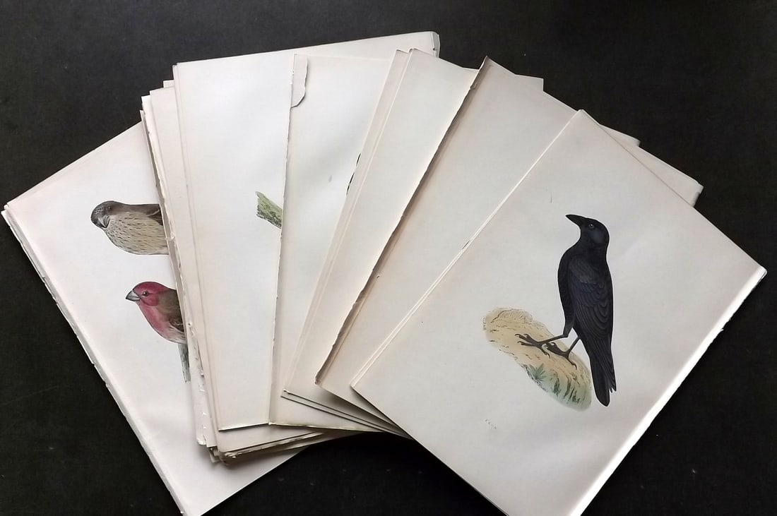 Morris, Francis 1903 Lot of 36 Hand Colored Bird Prints: Woodblocks Published 1903, London for "A History of British Birds" by the Rev. Francis Orpen Morris. Printed in colours and finished by hand. Paper Size: 10 x 7 inch (25 x 18cm) Good Condition