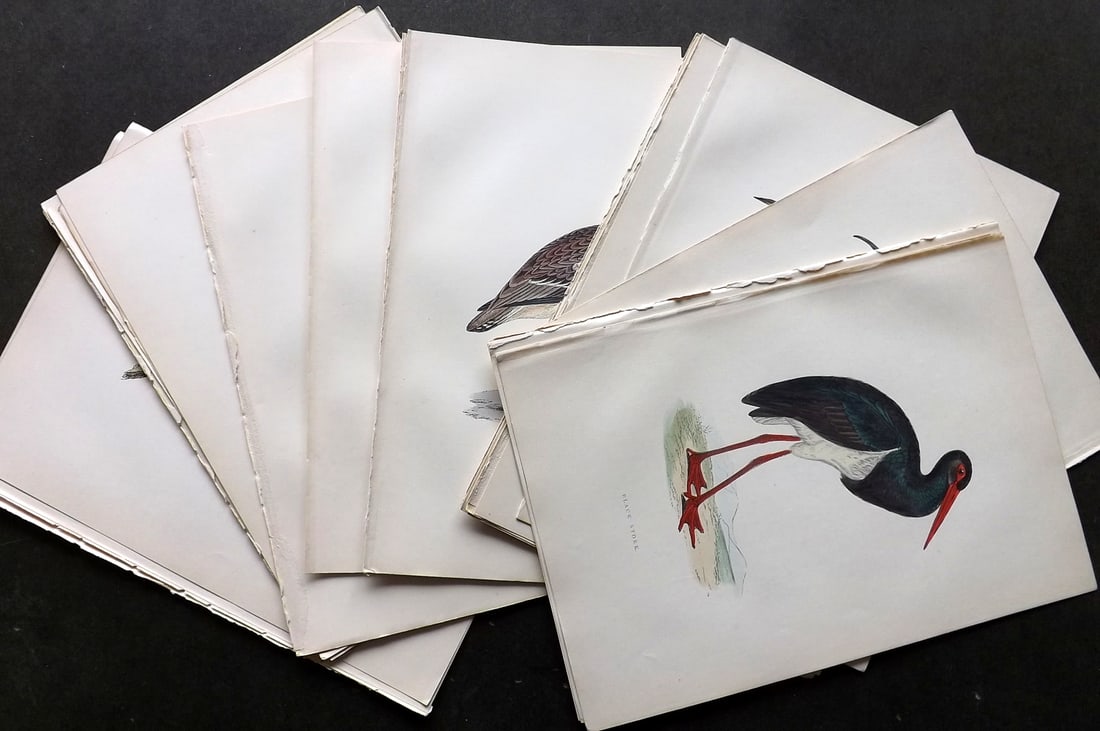 Morris, Francis 1903 Lot of 24 Hand Colored Bird Prints: Woodblocks Published 1903, London for "A History of British Birds" by the Rev. Francis Orpen Morris. Printed in colours and finished by hand. Paper Size: 10 x 7 inch (25 x 18cm) Good Condition