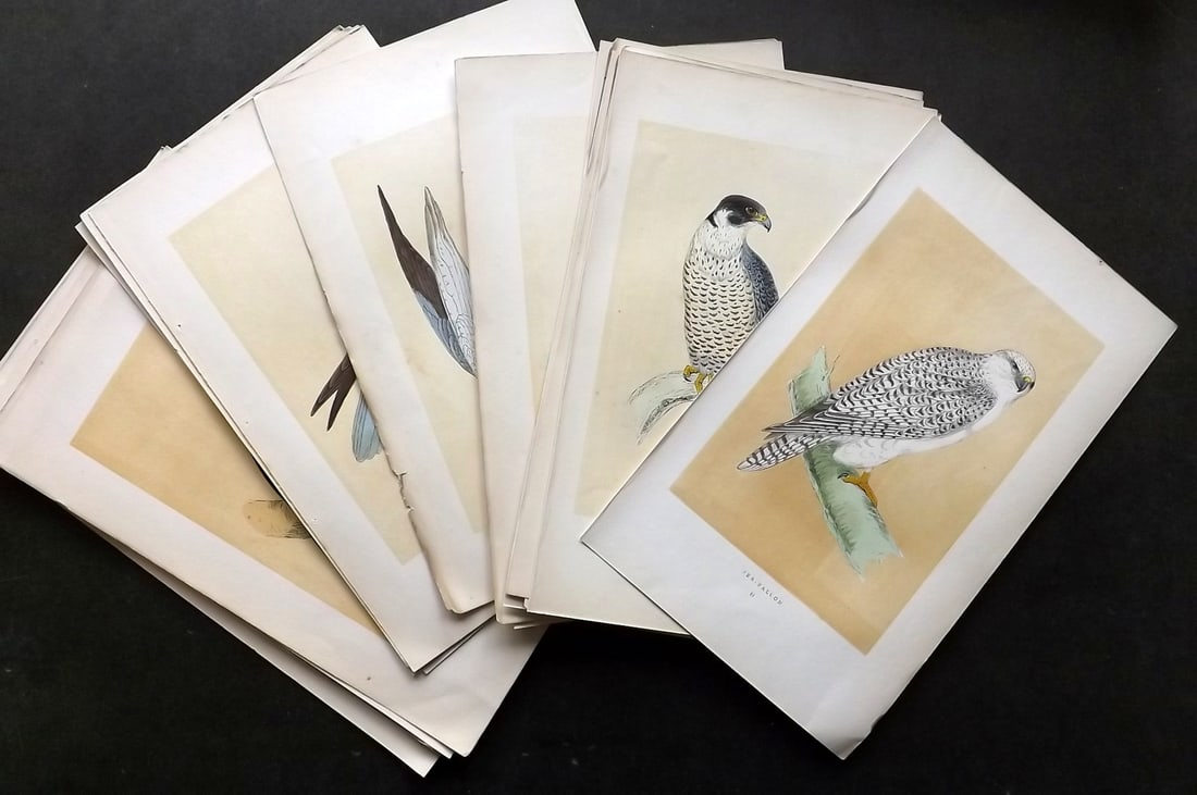 Morris, Francis 1860 Lot of 22 Hand Col Birds of Prey Prints (1 of 4)