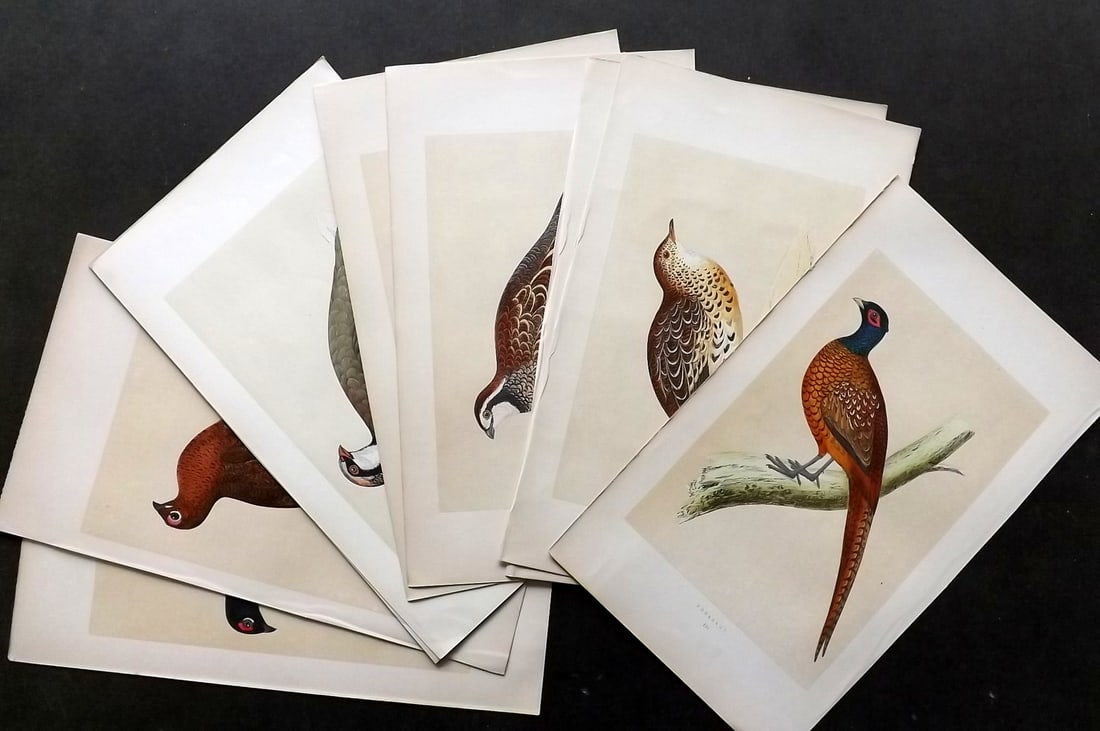 Morris, Francis 1860 Lot of 10 Hand Col Bird Prints. Game Birds (1 of 3)
