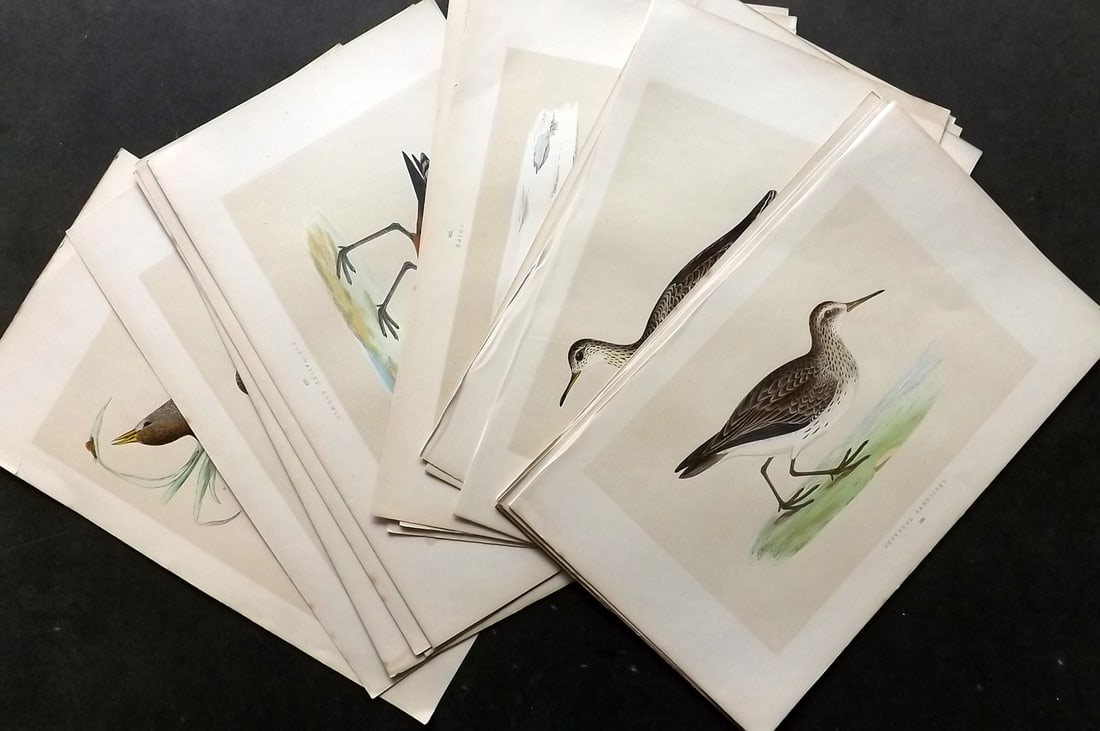 Morris, Francis 1860 Lot of 20 Hand Col Bird Prints (1 of 4)