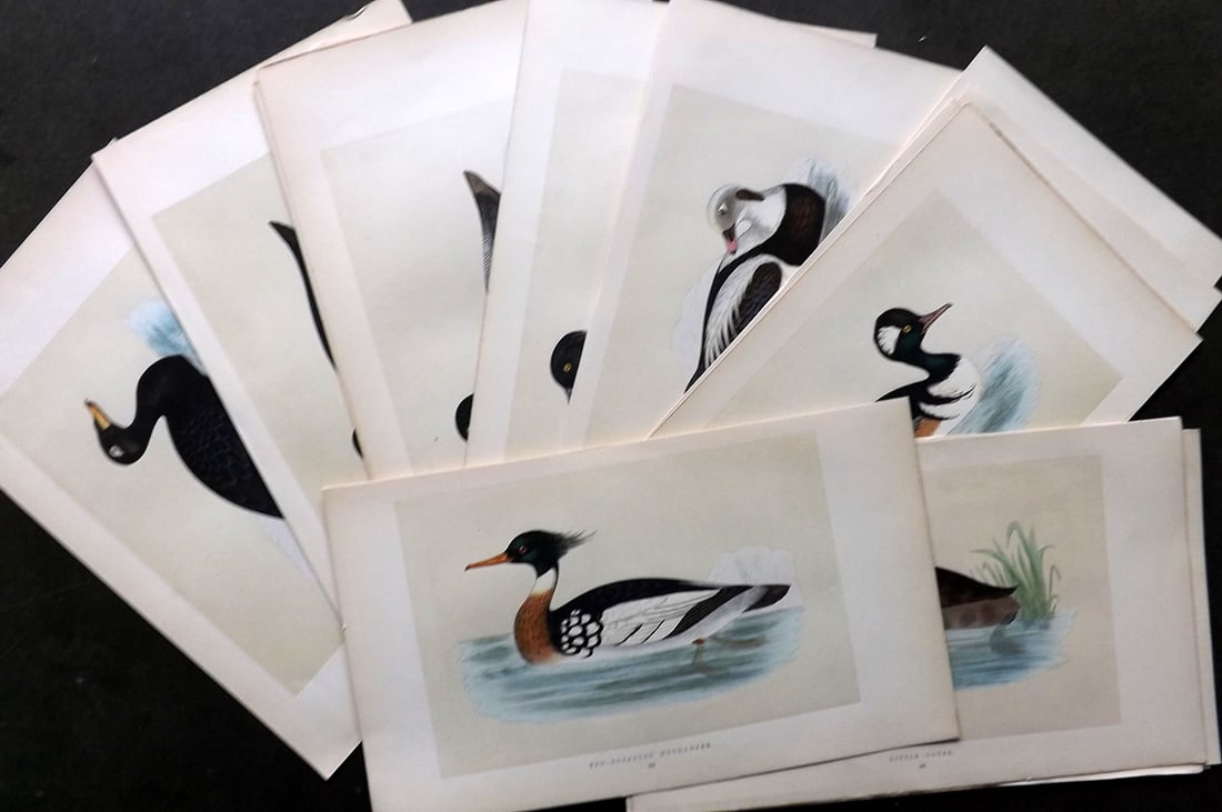 Morris, Francis 1860 Lot of 20 Hand Col Bird Prints. Ducks (1 of 4)