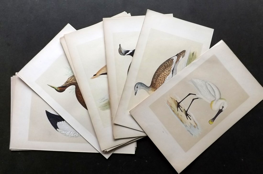 Morris, Francis 1860 Lot of 20 Hand Col Bird Prints (1 of 4)