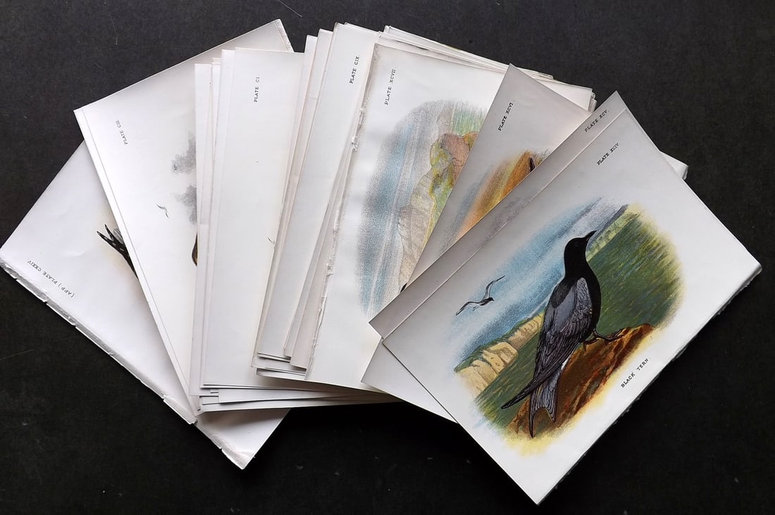 Lloyds's 1897 Lot of 20 Antique Bird Prints (1 of 5)