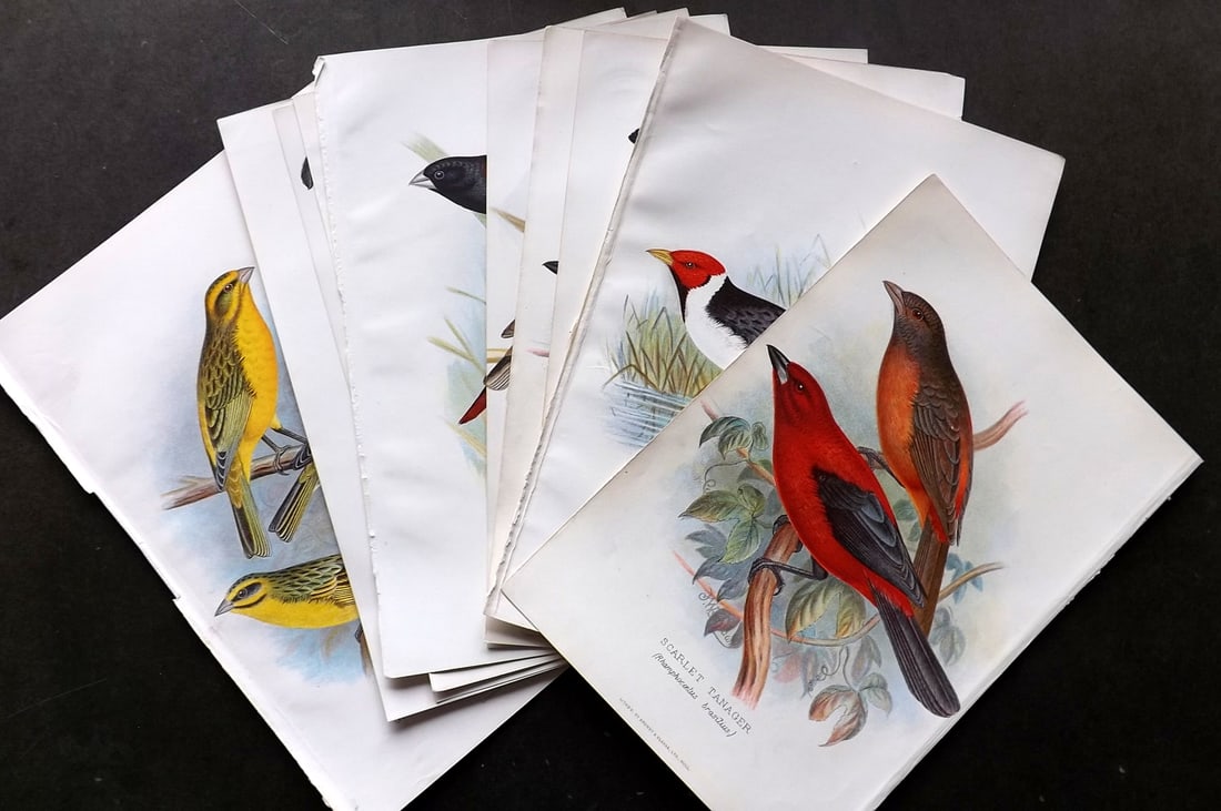 Frohawk, F. W. & Butler, Arthur 1899 Lot of 10 Bird Prints. Finches (1 of 4)