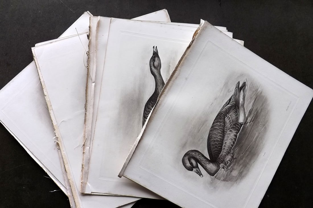 Medland, Lilian 1911 Lot of 20 Folio Bird Prints. Ducks (1 of 6)