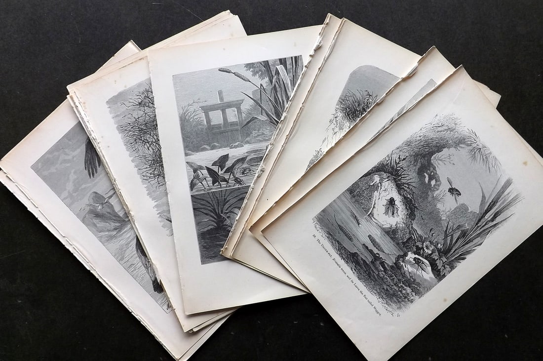 Pouchet, F. A. C1870's Lot of 24 Birds & Natural History Prints (1 of 4)