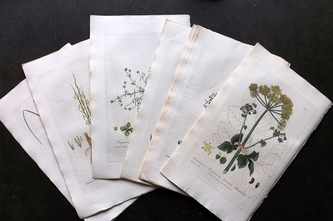 Baxter, William 1830's Lot of 12 Hand Colored Botanical Prints (1 of 4)