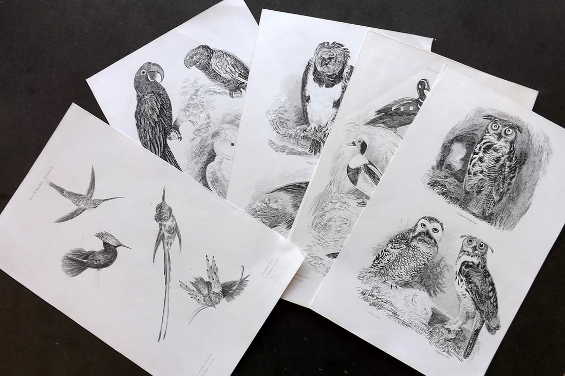 Cuvier, Baron 1849 Lot of 6 Bird Prints. Hummingbirds Owls Parrot (1 of 3)