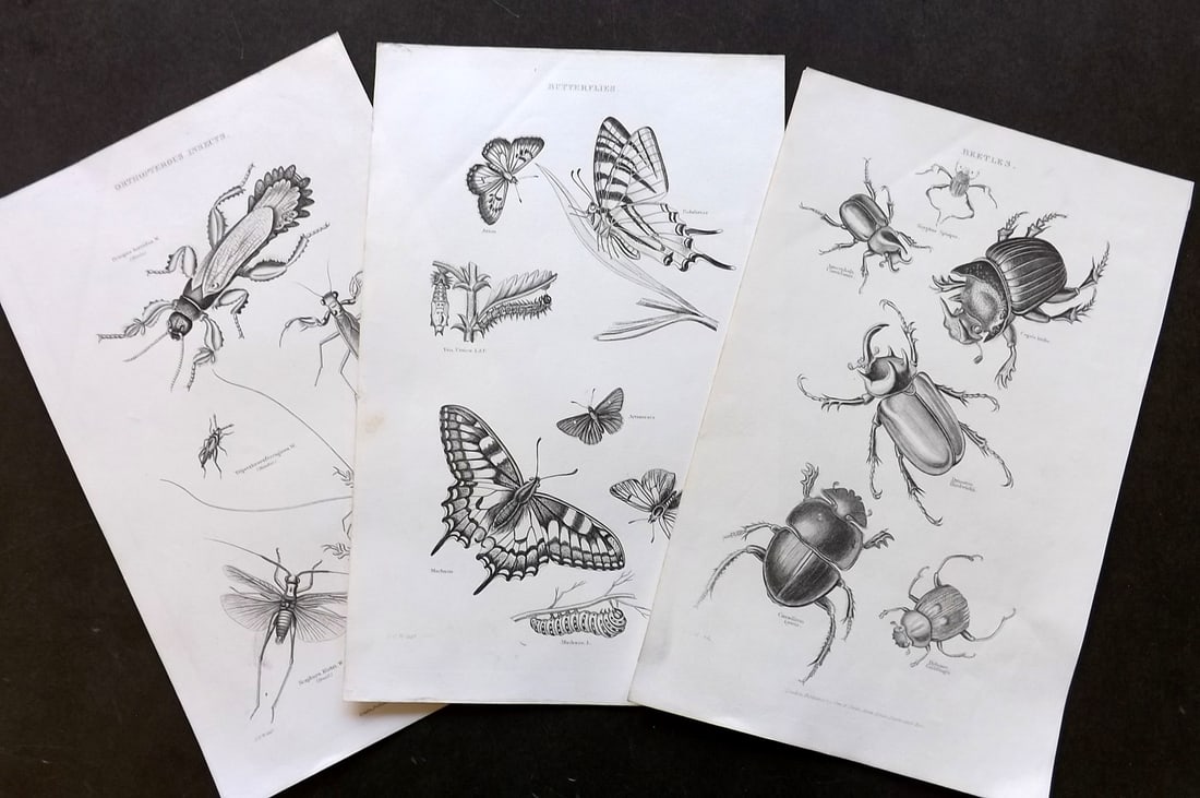 Cuvier, Baron 1849 Lot of 3 Prints. Butterfly, Beetles, Insects (1 of 2)