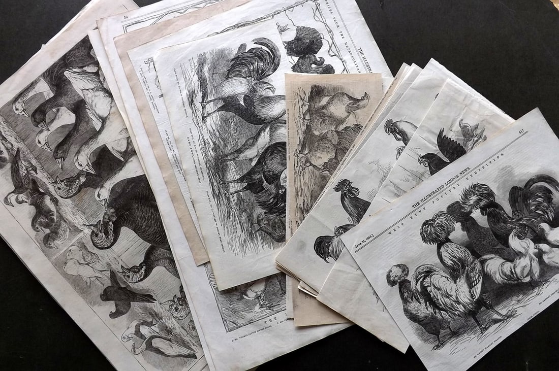 ILN 19th Cent. Lot of 25 Sheets. Poultry Birds Chickens: Wood Engravings with text on the reverse Published 19th Cent, London for "The Illustrated London News" Paper Size: Up to 16 x 11 inch (40 x 28cm) Some Margins trimmed to image. Good Condition