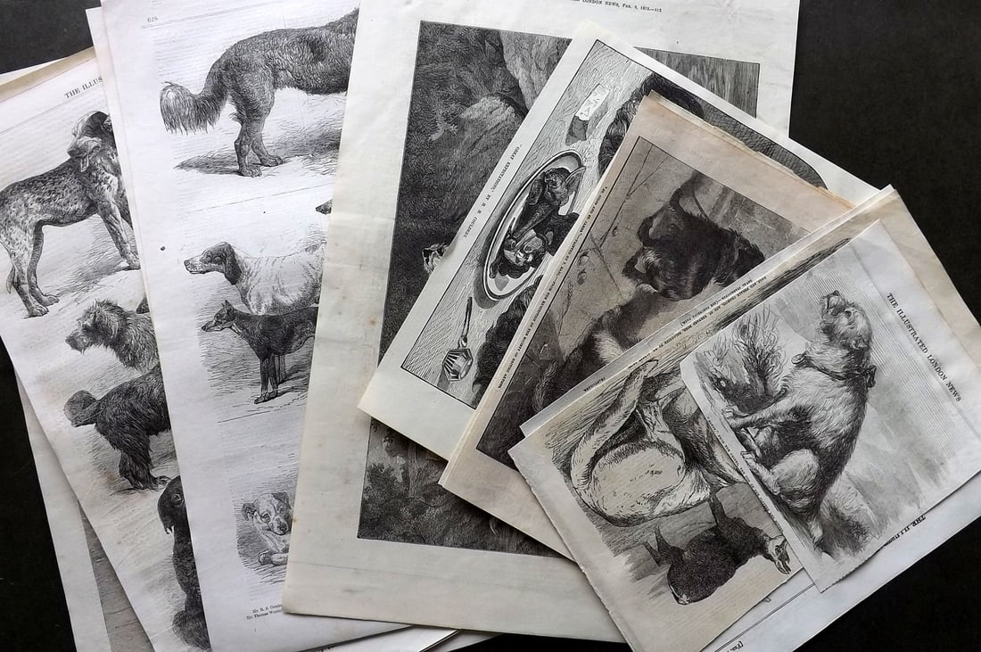 ILN 19th Cent. Lot of 14 Sheets. Dogs: Wood Engravings with text on the reverse Published 19th Cent, London for "The Illustrated London News" Paper Size: Up to 16 x 11 inch (40 x 28cm) Some Margins trimmed to image. Good Condition