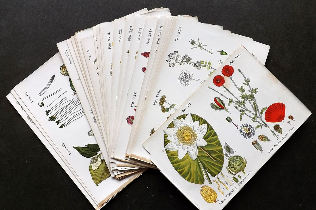 Kirby, W. F. 1909 Lot of 30 Antique Botanical Prints (1 of 5)
