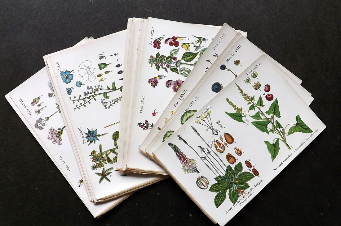 Kirby, W. F. 1909 Lot of 28 Antique Botanical Prints (1 of 5)