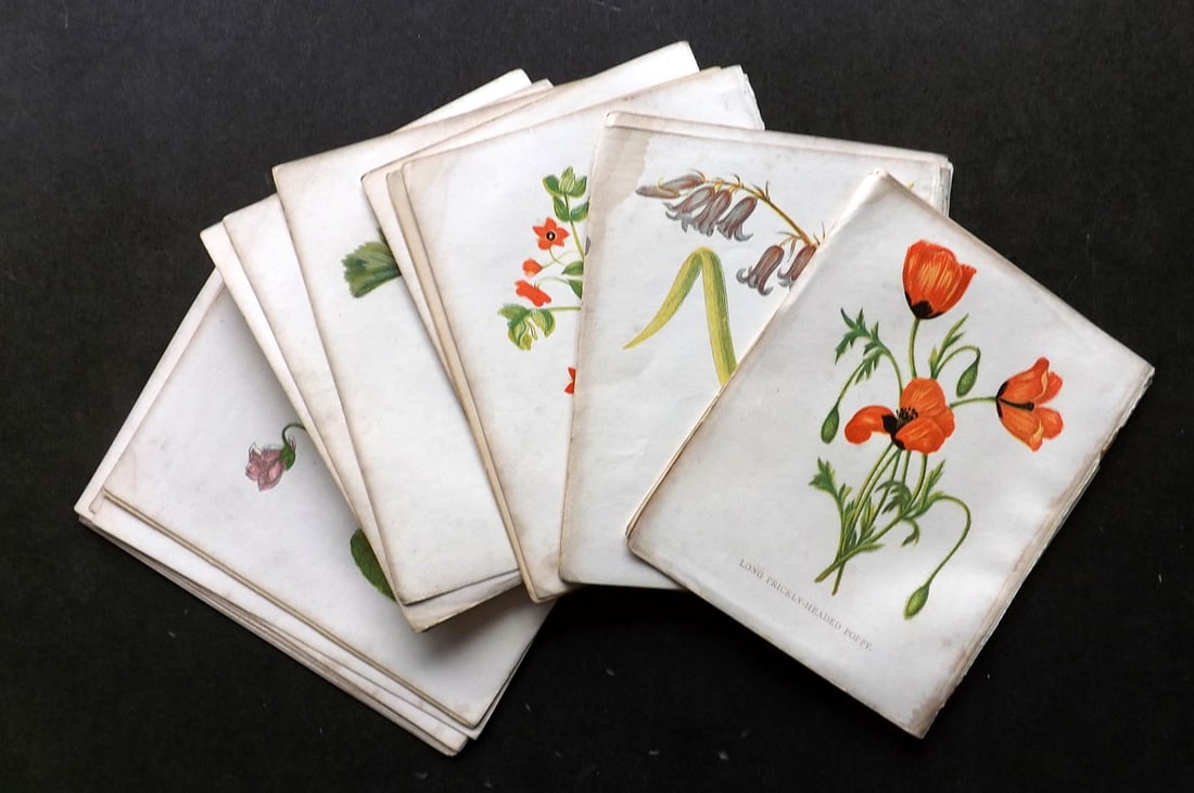 Pratt, Anne C1855 Lot of 24 Antique Botanical Prints (1 of 4)