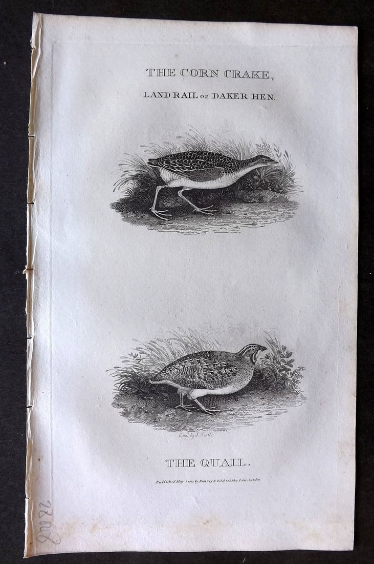 Daniel, William 1801 Antique Bird Print. Land Rail, Quail: Antique Copper Plate Published 1801-02, London for "Rural Sports" First Edition by William Daniel. Paper Size: 9.5 x 5.5 inch (24 x 14cm). Very minor toning.