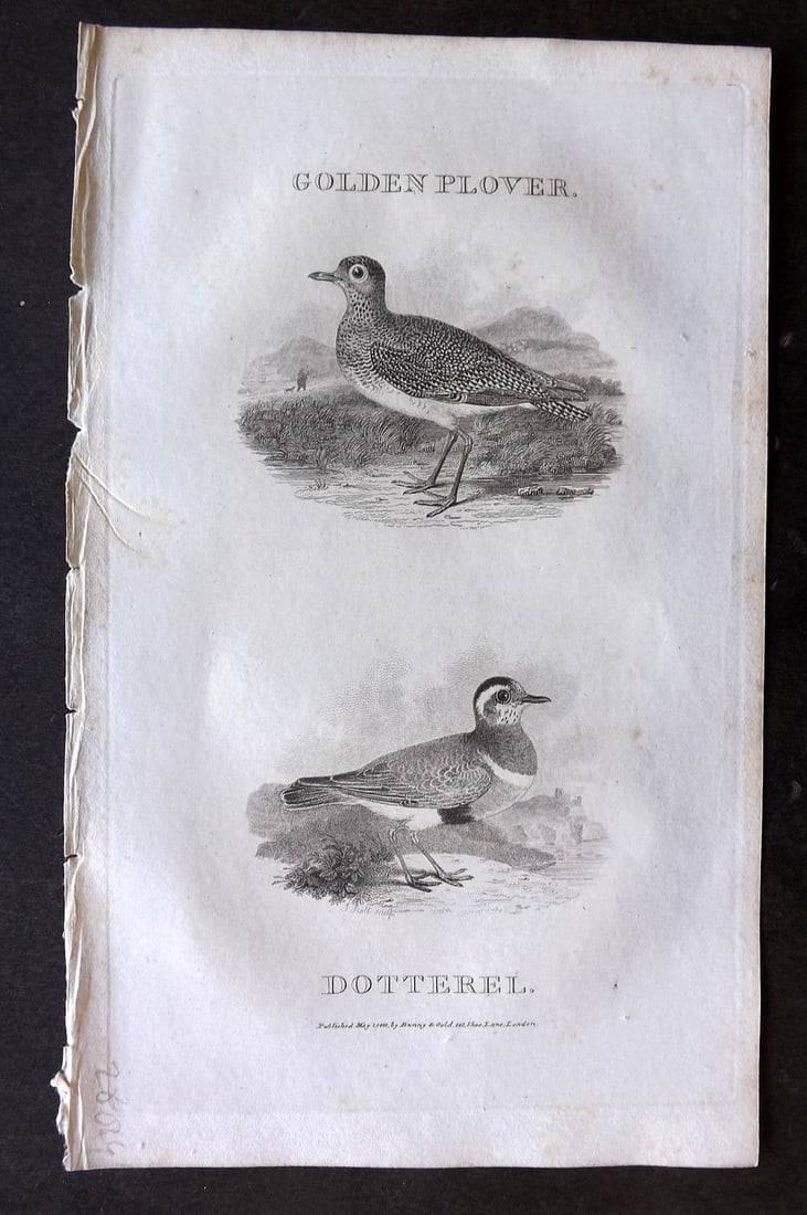 Daniel, William 1801 Antique Bird Print. Golden Plover, Dotterel: Antique Copper Plate Published 1801-02, London for "Rural Sports" First Edition by William Daniel. Paper Size: 9.5 x 5.5 inch (24 x 14cm). Very minor toning.