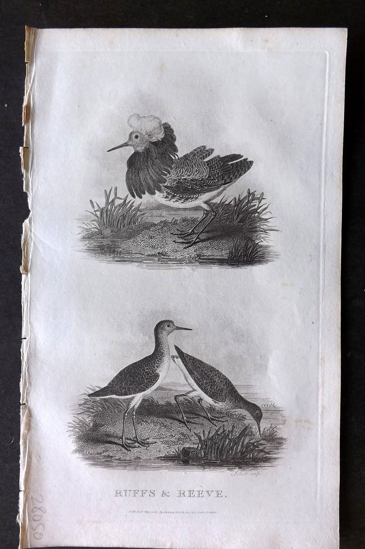 Daniel, William 1801 Antique Bird Print. Ruffs & Reeve (1 of 1)