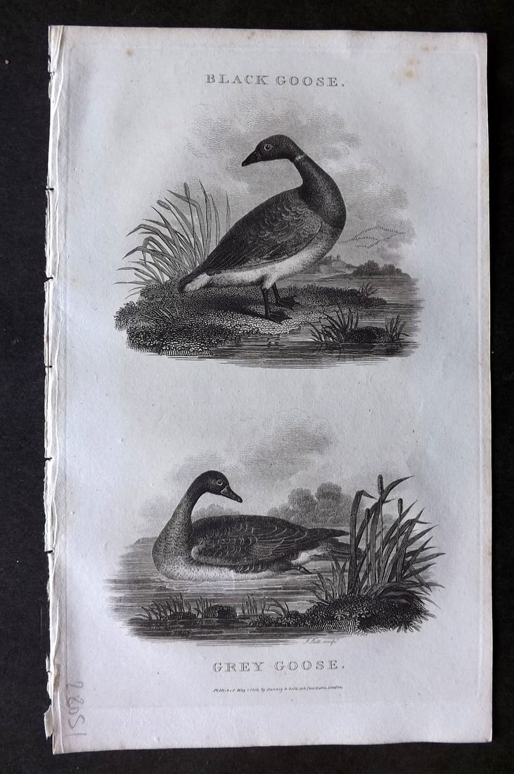 Daniel, William 1801 Antique Bird Print. Black Goose, Grey Goose: Antique Copper Plate Published 1801-02, London for "Rural Sports" First Edition by William Daniel. Paper Size: 9.5 x 5.5 inch (24 x 14cm). Very minor toning.