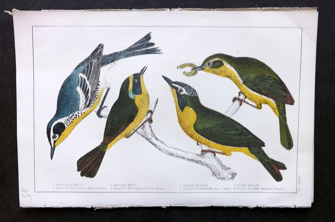 Goldsmith, Oliver C1855 Hand Col Bird Print Yellow Thorat, Maryland & Kentucky Warbler 56: Hand Colored Etching/Engraving Published C1855 by A. Fullarton & Co., London for "A History of the Earth and Animated Nature" by Oliver Goldsmith. Paper Size: 10 x 6 inch (25 x 16cm) Good Condition