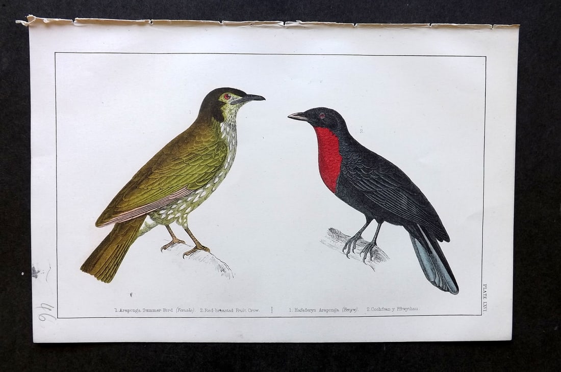 Goldsmith, Oliver C1855 HC Bird Print. Araponga Summer Bird & Red-Breasted Fruit Crow 66: Hand Colored Etching/Engraving Published C1855 by A. Fullarton & Co., London for "A History of the Earth and Animated Nature" by Oliver Goldsmith. Paper Size: 10 x 6 inch (25 x 16cm) Good Condition