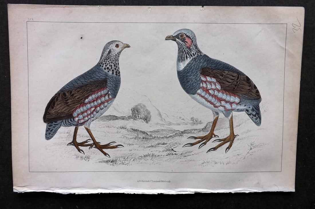 Goldsmith, Oliver C1850 Hand Col Bird Print. Large Footed Partridge 19: Hand Colored Etching/Engraving Published C1850 by A. Fullarton & Co., London for "A History of the Earth and Animated Nature" by Oliver Goldsmith. Paper Size: 10 x 6 inch (25 x 16cm) Very minor toning
