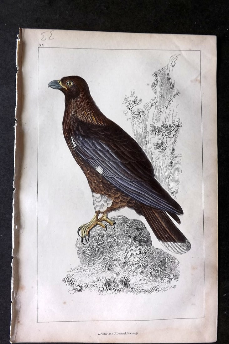 Goldsmith, Oliver C1850 Hand Col Bird Print. New Zealand Caracara 20: Hand Colored Etching/Engraving Published C1850 by A. Fullarton & Co., London for "A History of the Earth and Animated Nature" by Oliver Goldsmith. Paper Size: 10 x 6 inch (25 x 16cm) Very minor toning