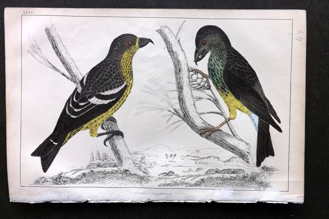Goldsmith, Oliver C1850 Hand Col Bird Print. American & White Winged Crossbill 36: Hand Colored Etching/Engraving Published C1850 by A. Fullarton & Co., London for "A History of the Earth and Animated Nature" by Oliver Goldsmith. Paper Size: 10 x 6 inch (25 x 16cm) Good Condition