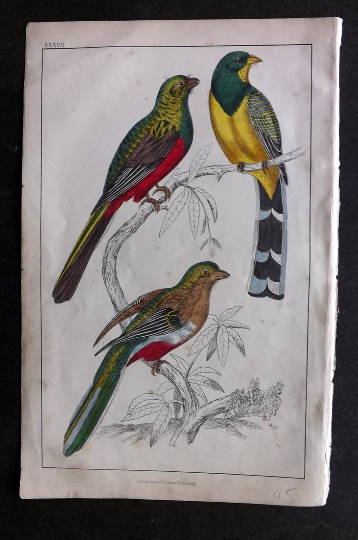 Goldsmith, Oliver C1850 Hand Col Bird Print. Reinwardt's & Flower Courouncoui 37: Hand Colored Etching/Engraving Published C1850 by A. Fullarton & Co., London for "A History of the Earth and Animated Nature" by Oliver Goldsmith. Paper Size: 10 x 6 inch (25 x 16cm) Very minor toning