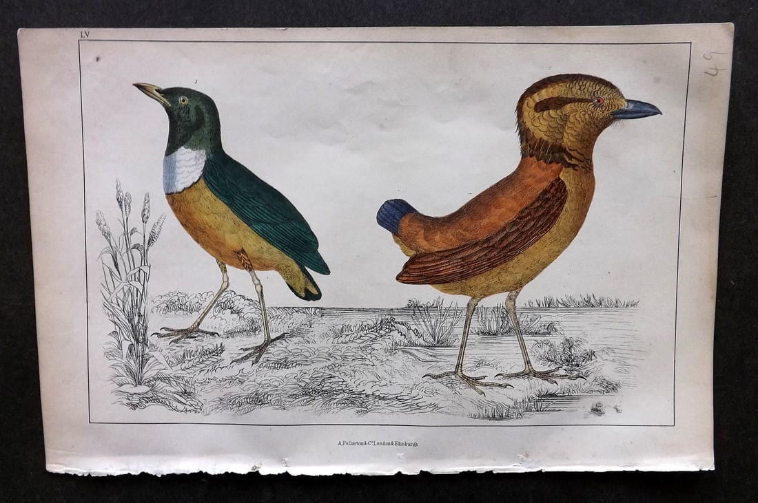 Goldsmith, Oliver C1850 Hand Col Bird Print. Macklot's & Giant Breve 55: Hand Colored Etching/Engraving Published C1850 by A. Fullarton & Co., London for "A History of the Earth and Animated Nature" by Oliver Goldsmith. Paper Size: 10 x 6 inch (25 x 16cm) Good Condition