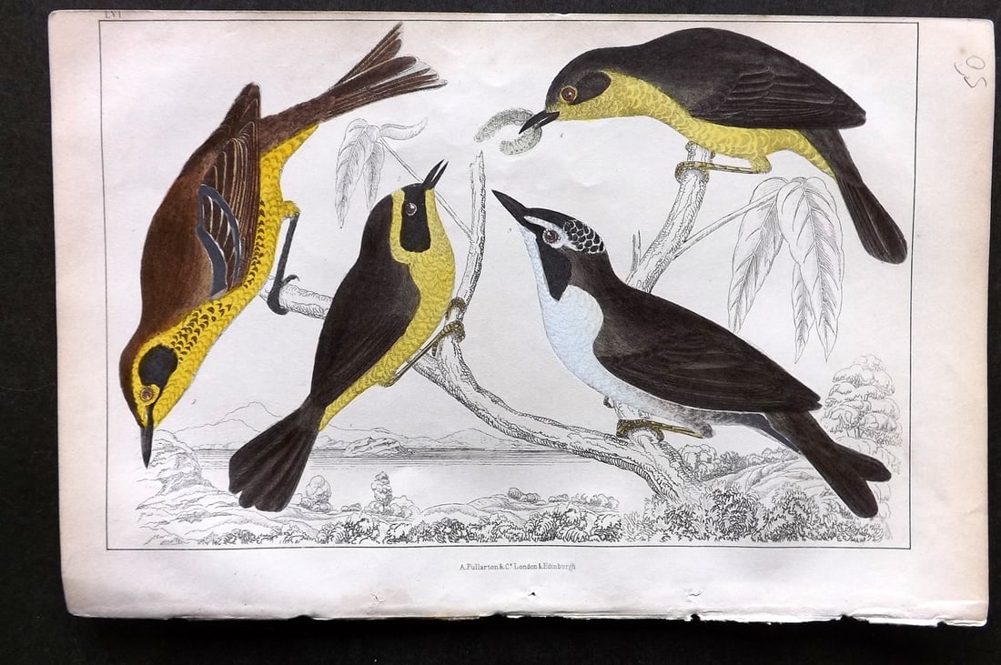 Goldsmith, Oliver C1850 HCol Bird Print Yellow Thorat, Maryland & Kentucky Warbler 56: Hand Colored Etching/Engraving Published C1850 by A. Fullarton & Co., London for "A History of the Earth and Animated Nature" by Oliver Goldsmith. Paper Size: 10 x 6 inch (25 x 16cm) Good Condition
