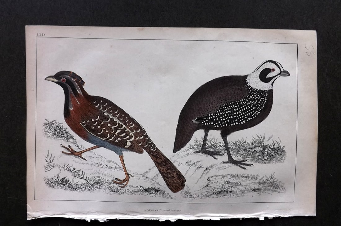 Goldsmith, Oliver C1850 Hand Col Bird Print. Long Tailed & Montezuma's Quail 69: Hand Colored Etching/Engraving Published C1850 by A. Fullarton & Co., London for "A History of the Earth and Animated Nature" by Oliver Goldsmith. Paper Size: 10 x 6 inch (25 x 16cm) Good Condition