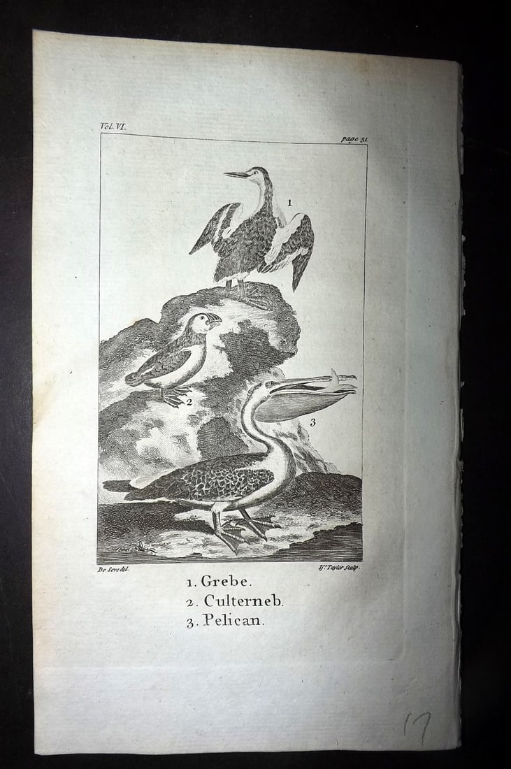 Goldsmith, Oliver 1779 Antique Print. Grebe, Culterneb, Pelican (1 of 1)