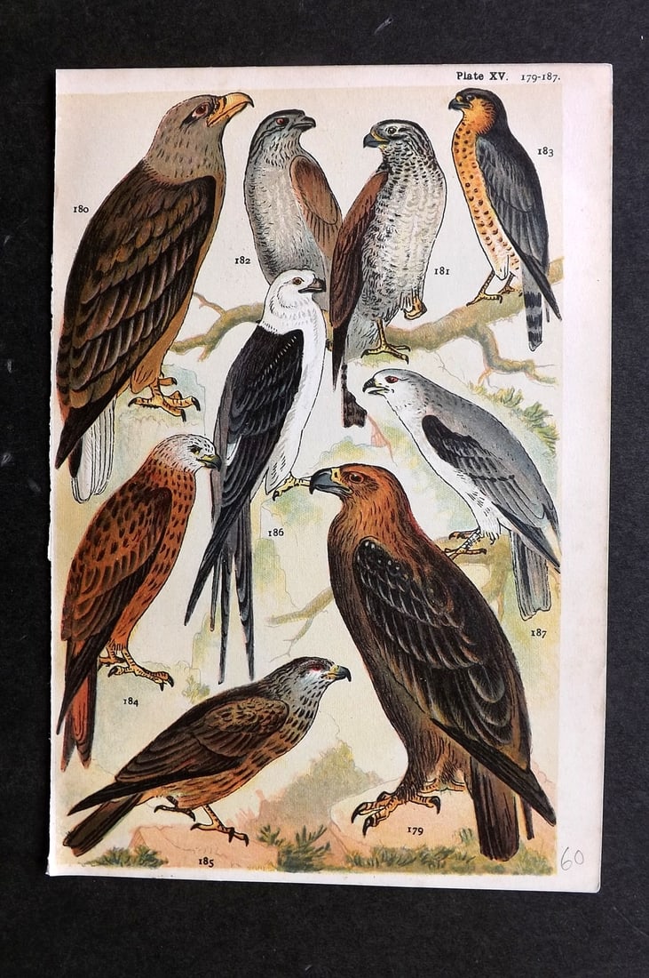 Gordon, W. J. C1900 Bird Print. Golden Eagle, Goshawk, Sparrow Hawk, Kite 15 (1 of 1)