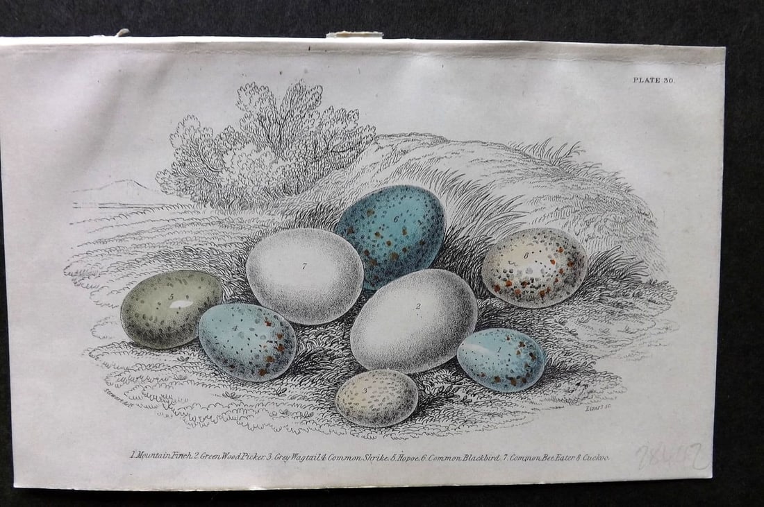 Jardine, William C1850 Hand Col Bird Egg Print. Woodpecker, Shrike, Hoopoe, Blackbird 30: Antique Steel Engraving/Etching Originally Published 1833-43 by W. H. Lizars, Edinburgh for "The Naturalist's Library" by Sir William Jardine. This Edition, published slightly later in C1850. Fine han