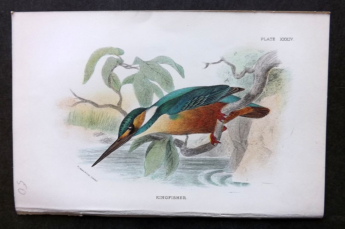 Lloyds's 1897 Antique Bird Print. Kingfisher (1 of 1)