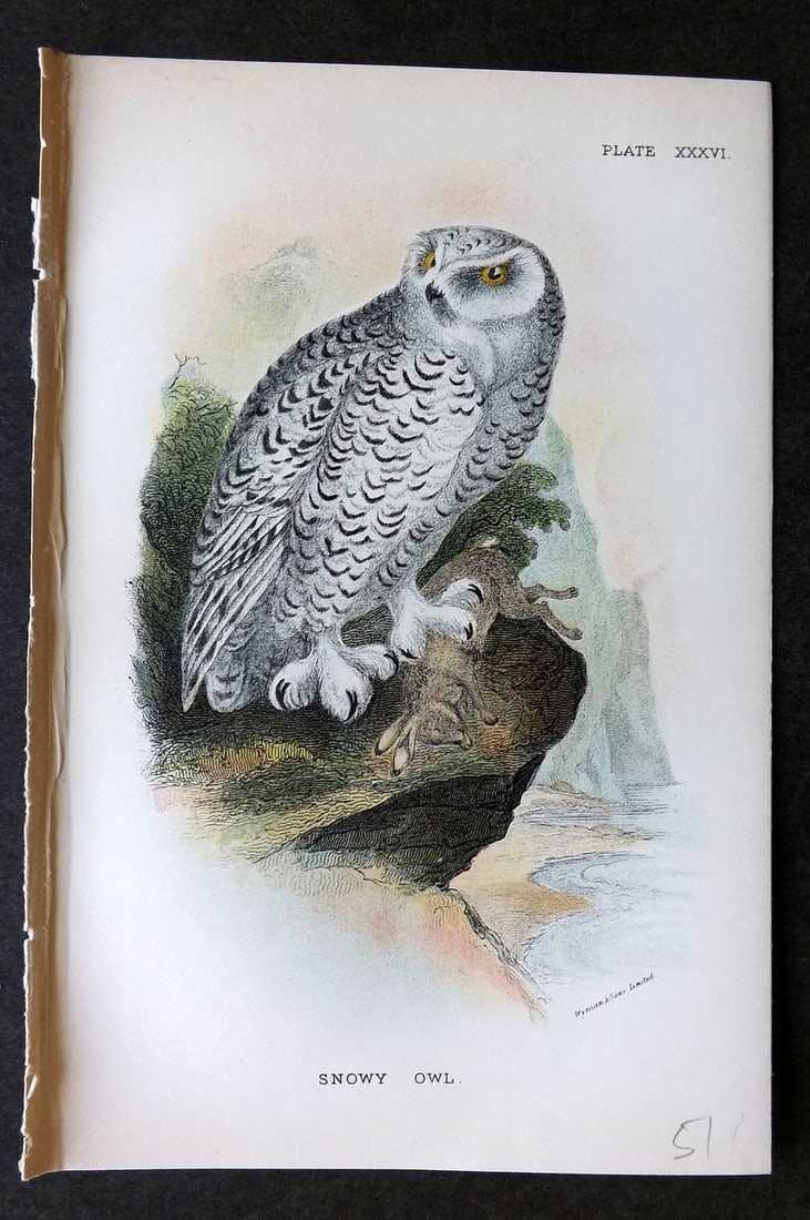 Lloyds's 1897 Antique Bird Print. Snowy Owl (1 of 1)