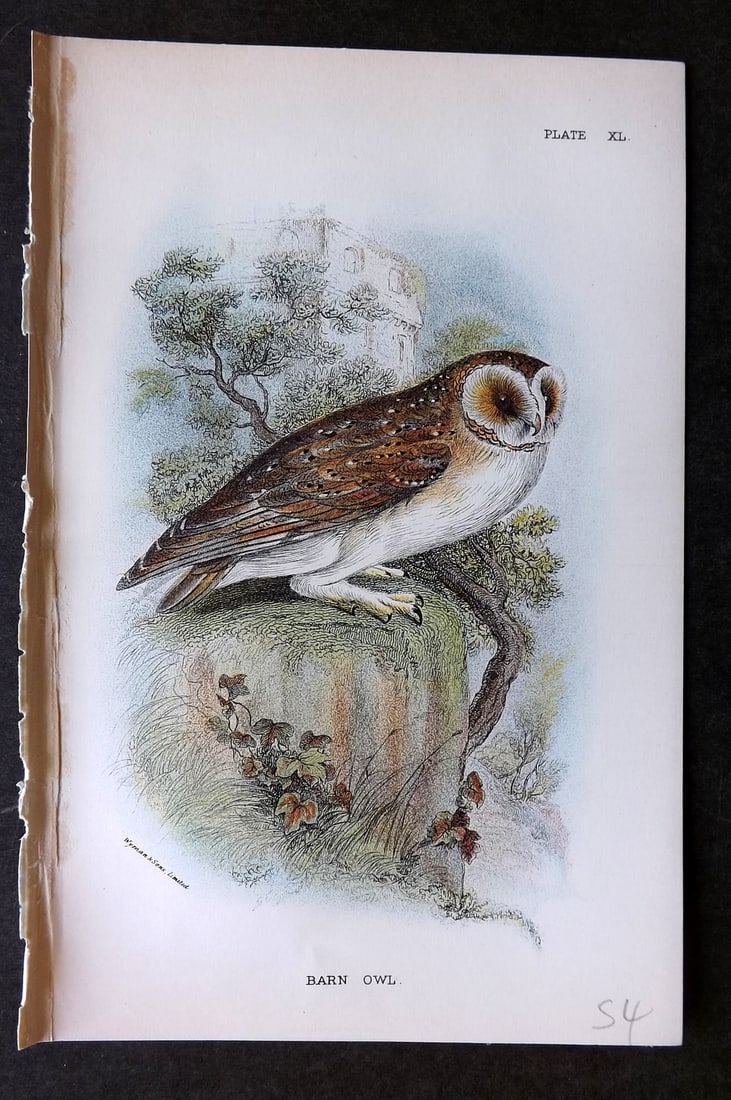 Lloyds's 1897 Antique Bird Print. Barn Owl: Antique Chromolithographs Published 1894-97, London for "Lloyds's Natural History..." Edited by R. Bowdler Sharpe, W. F. Kirby, H. O. Forbes, R. Lydekker, and W. R. Olive-Grant. Illustrated after Keul