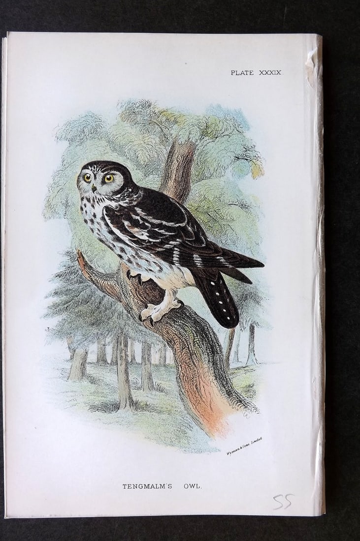 Lloyds's 1897 Antique Bird Print. Tengmalm's Owl (1 of 1)