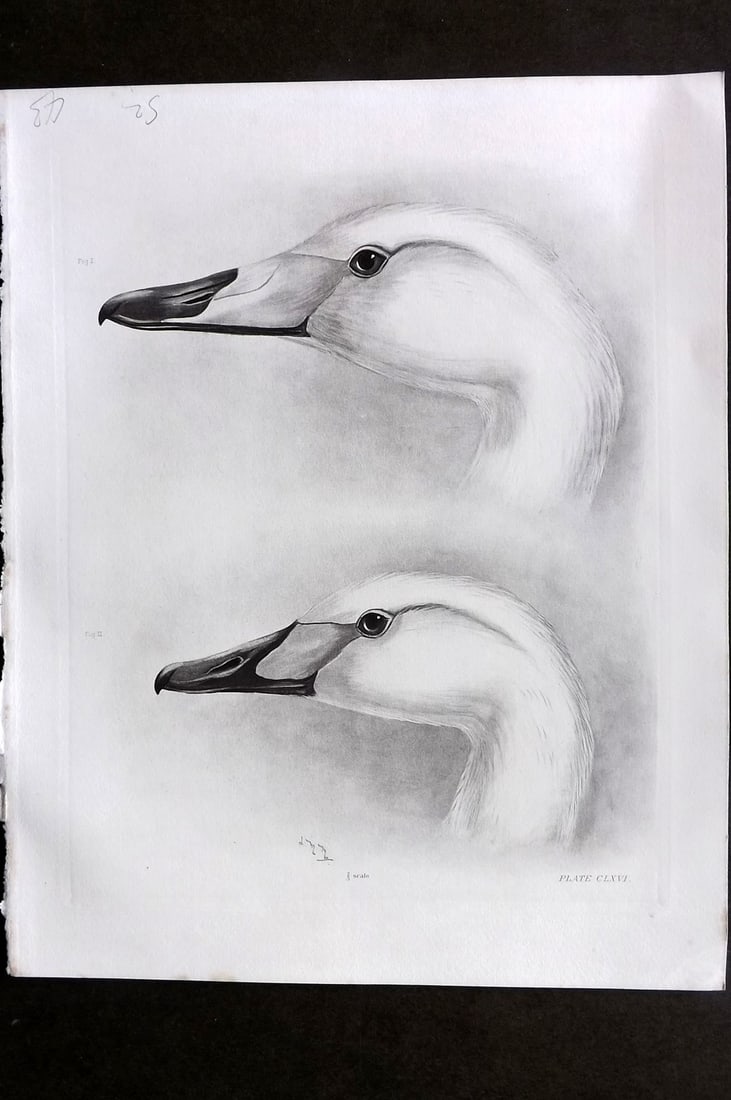 Medland, Lilian 1908 Folio Bird Print. Swan Heads - Whooper & Bewicks 166: Photgravure Published 1906-11, London for "The Birds of the British Isles" by Charles Stonham. Illustrated by Lilian M. Medland. Paper Size: 12 x 10 inch (31 x 25cm) Good Condition